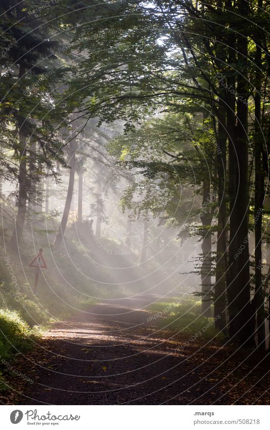 dawn Hiking Environment Nature Landscape Elements Summer Forest Mixed forest Lanes & trails Illuminate Fresh New Beautiful Moody Pure Future Colour photo