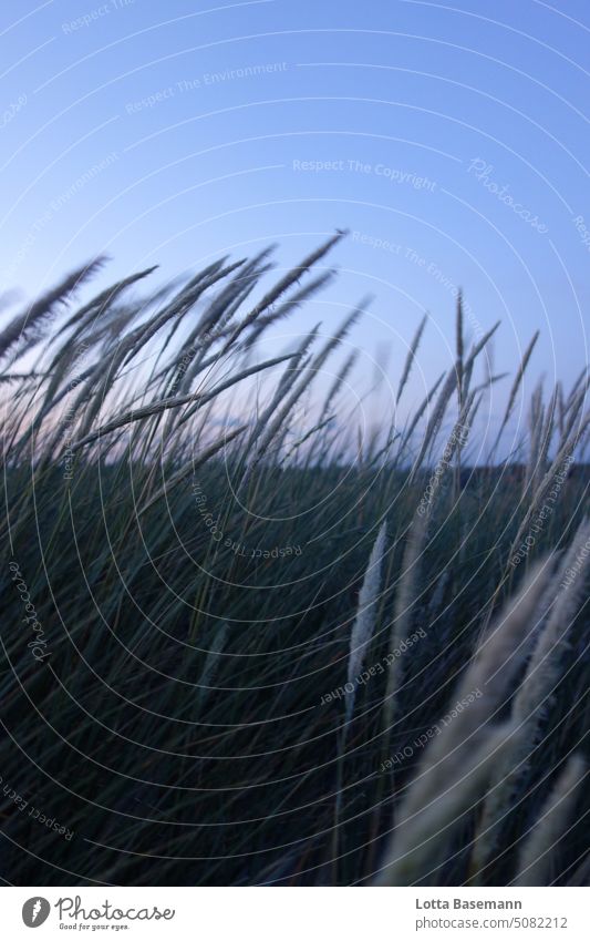 Dune grass at dusk Marram grass Movement duene Denmark coast motion blur blurriness Copy Space top Colour photo Exterior shot Wild naturally Foliage plant