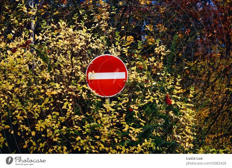 Prohibition of entry - sign in front of autumn leaves Autumn Autumnal Autumn leaves Autumnal colours Nature autumn mood Seasons foliage autumn colours