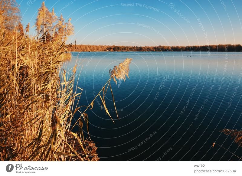 runaways Landscape Environment wide Far-off places Peaceful Moody Longing weightless tranquillity naturally silent out Reeds reed stalks Stationary