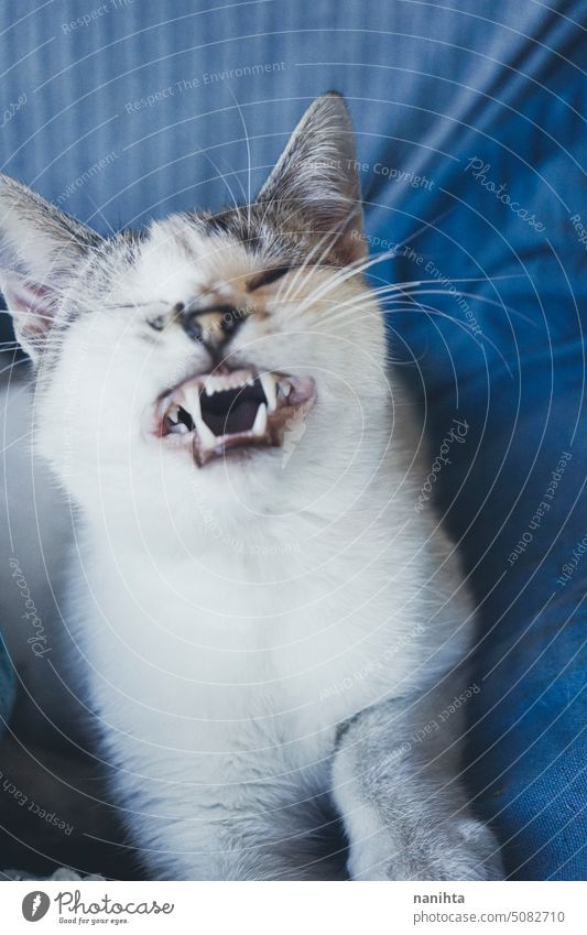 Beautiful portrait of a white cat with blue eyes against blue background indigo lovely kitty kitten domestic animal pet soft funny adorable cute mammal cold