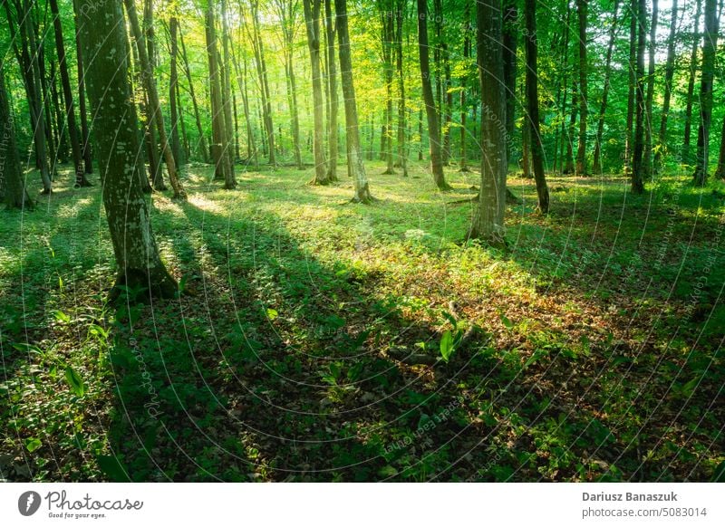 Sunlight and shadows in a green forest tree wood sunlight nature foliage environment season spring background beautiful landscape summer bright sunbeam scenic