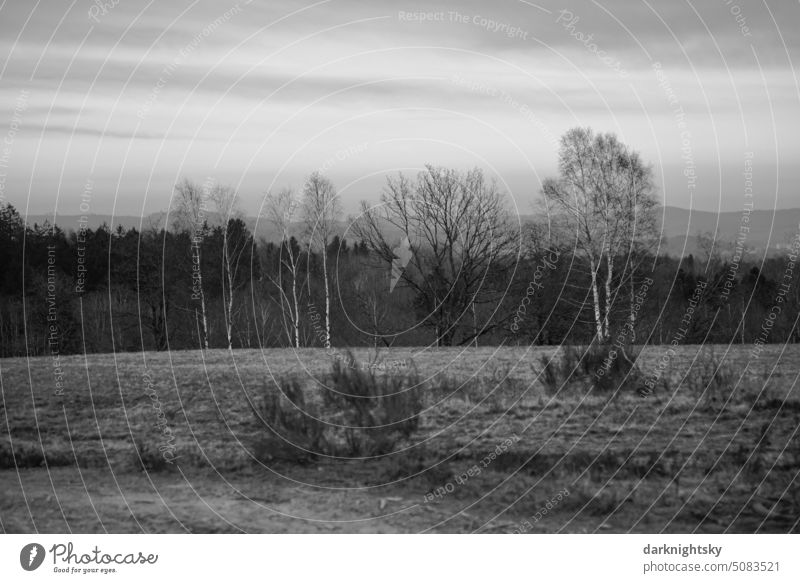 Heath or pasture landscape in Sauerland Willow tree Heathland country rural scottish impression Nature Landscape Exterior shot naturally Sky Deserted Grass