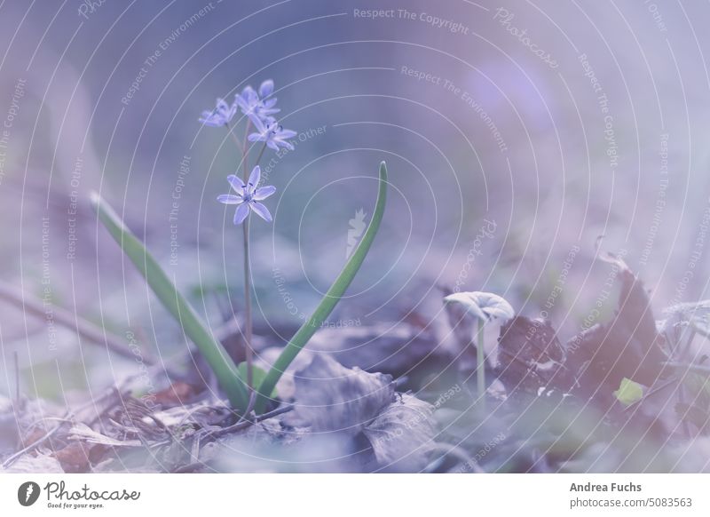 Einzelne Frühlingsblume frühlingsblume lila violett unscharf tiefenunschärfe natur pflanze blühen