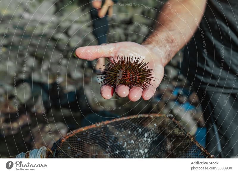 Man showing caught sea urchin man catch fauna demonstrate palm net fishing fisherman seaside collect shore nature seashore coast needle naturalism explore