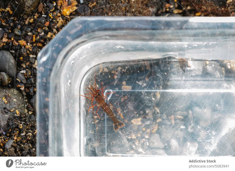 Small sea habitat in plastic bucket on shore catch creature fauna coast naturalism explore stone marine container transparent nature environment seashore