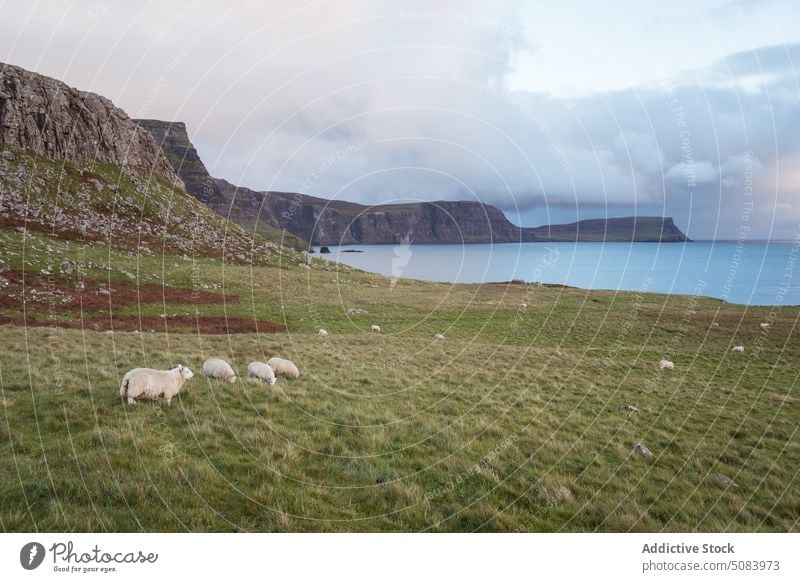 Herd of sheep grazing on pasture scenery flock graze eat dry grass nature sea animal hill landscape scotland uk united kingdom europe countryside herd cattle