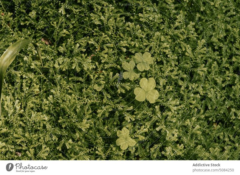 Green grass background in summer clover leaf nature selaginella kraussiana growth flora green natural botany foliage vegetate greenery fresh herb season lush