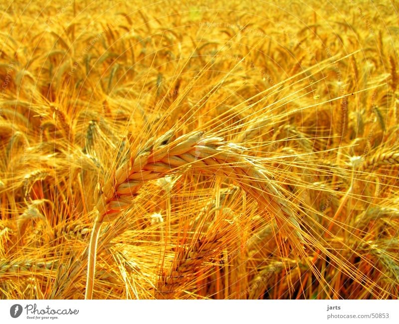 cornfield Cornfield Field Wheat Summer Sun Yellow Vegetarian diet Gold jarts