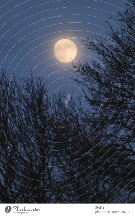 Night sky with full moon Moon Full  moon Moonlight moonlight Moonrise silent moonlit darkness Dark Night Silence Slumber Light silhouettes Sky ghostly Mystic