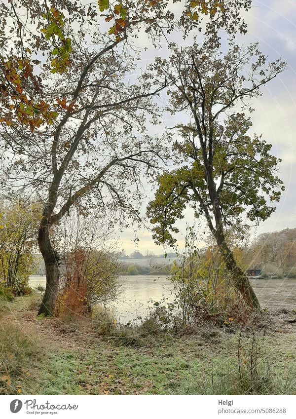 frosty autumn day - two trees with autumn leaf color stand on the lakeshore, everything is frosty touched Autumn Frost Tree Lake Lakeside chill late autumn