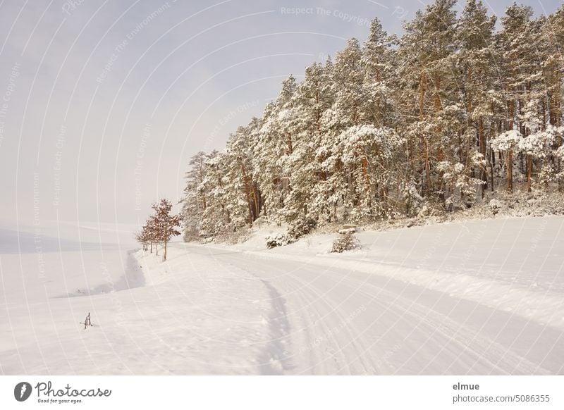 snow covered landscape with country road, small deciduous trees on the left and higher conifers on the right of the road in sunshine / winter Winter Climate