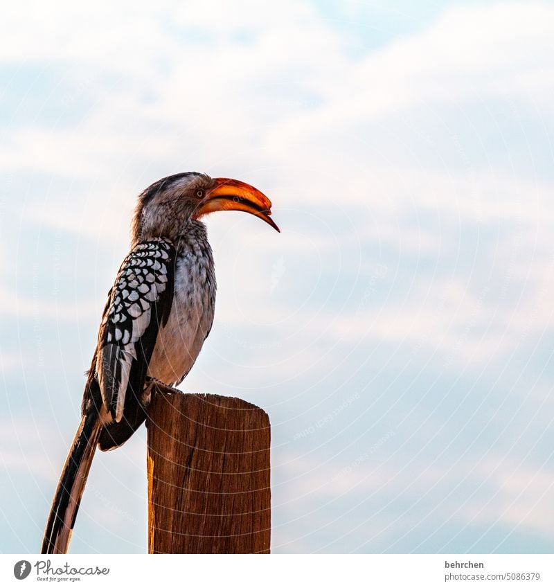 let's beak hornbill yellow-billed hornbill Impressive Hornbills toko Beak Bird Wild animal Fantastic Exceptional Animal portrait Free Wilderness Namibia Africa