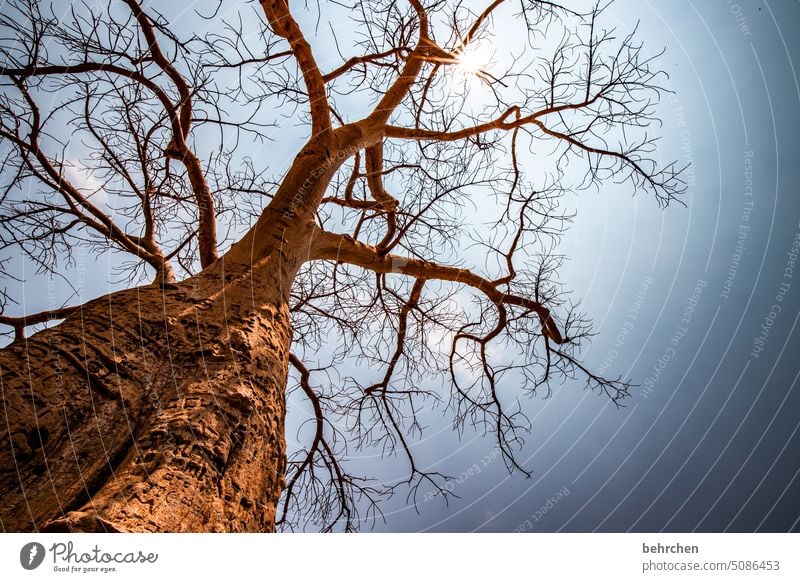 baobab Impressive especially Warmth Sky Adventure Vacation & Travel Landscape Nature Wanderlust Namibia Colour photo Africa Far-off places Loneliness Tree Dry