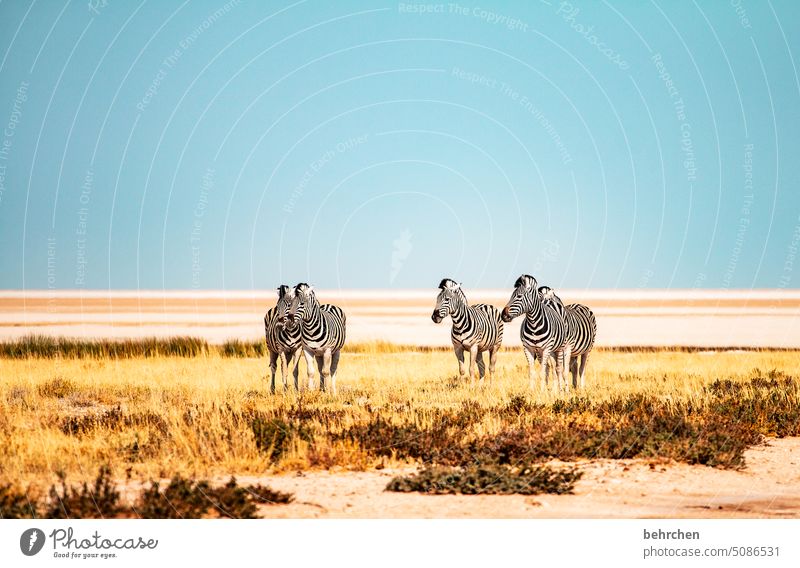 striped lengthwise makes slim etosha national park Etosha Etosha pan Exceptional Animal portrait Fantastic Wild animal Free Wilderness Zebra Safari travel