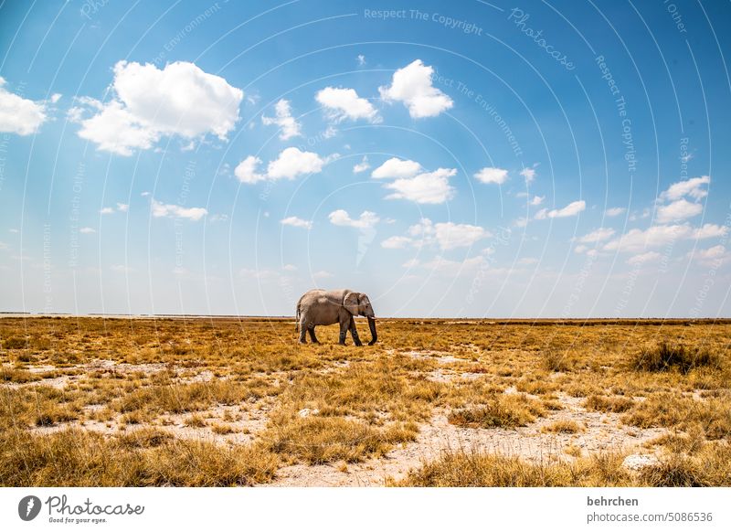 elephantine peril risky Dangerous Bull elephant Elephant etosha national park Etosha Etosha pan Clouds Wild animal Fantastic Exceptional Free Wilderness Animal