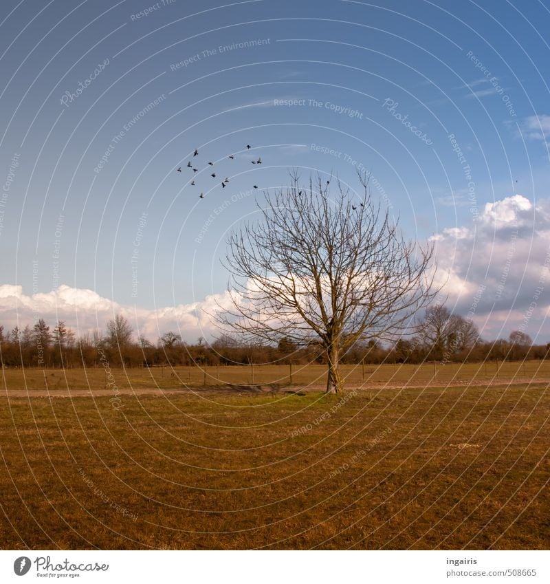 rural Nature Landscape Sky Clouds Autumn Winter Plant Tree Grass Field Animal Bird Flock Relaxation Flying Natural Blue Brown Yellow Green Black White Moody