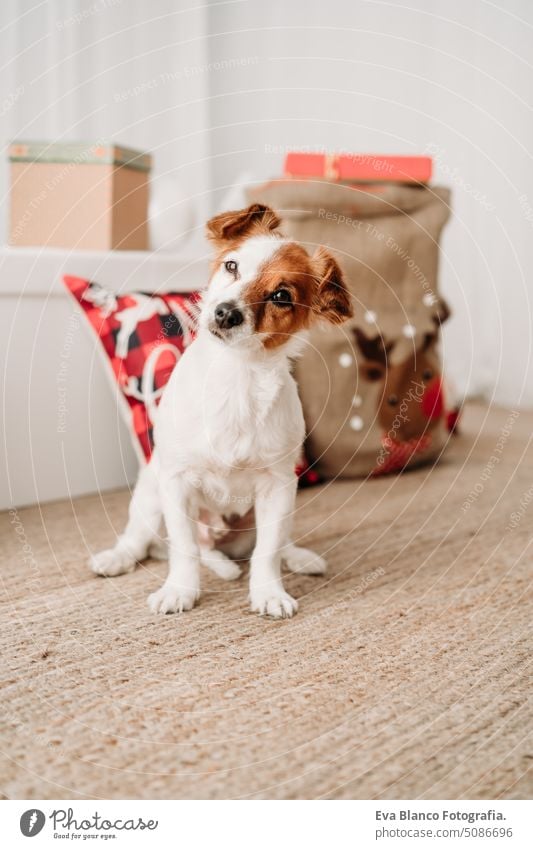 adorable jack russell dog indoor in front of christmas decoration at home cute comfortable year card pretty new purebred nobody claus tree santa gift white