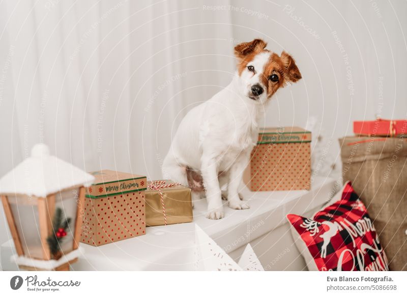 adorable jack russell dog indoor in front of christmas decoration at home cute comfortable year card pretty new purebred nobody claus tree santa gift white