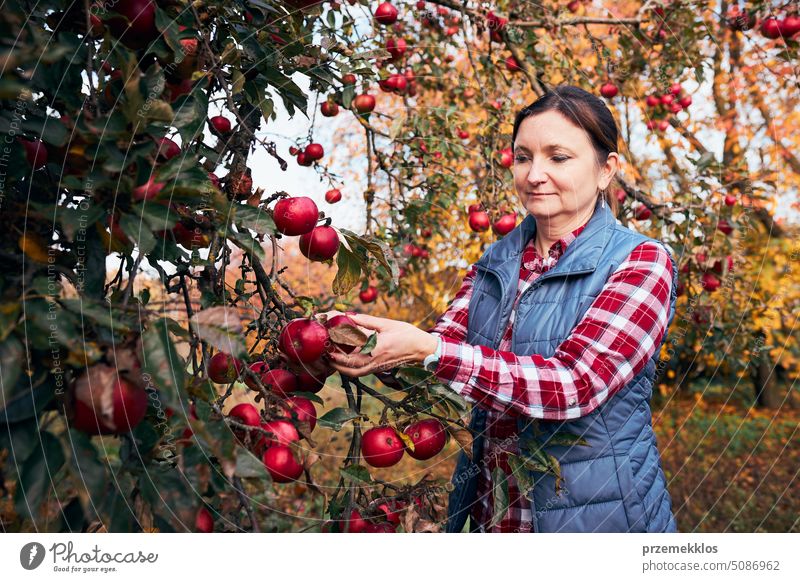 Woman picking ripe apples on farm. Farmer grabbing apples from tree in orchard. Fresh healthy fruits ready to pick on fall season. Harvest time in countryside