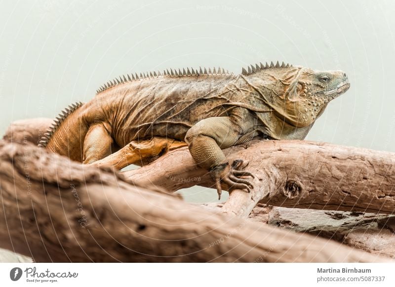 An Iguana lizard sitting on a branch animal species wildlife iguana reptile isolated tropical portrait black background macro close animal theme exotic head