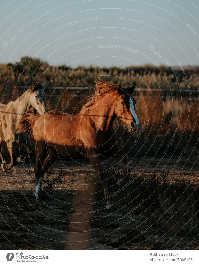 Horse couple trotting in the field horse animal nature farm motion equestrian equine mammal meadow run active gallop outside brown free freedom running two wild