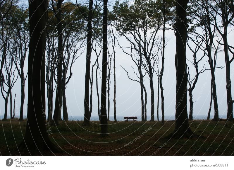 Ghost forest Nienhagen Tree Forest Coast Baltic Sea "tree trees trunk tribes Tree trunk tree trunks Beech tree Book Beech wood Forest Forests Clump of trees