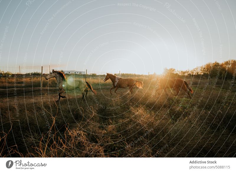 Horses trotting in the field at sunset horse animal nature farm motion equestrian equine mammal meadow run active gallop outside brown free freedom running two