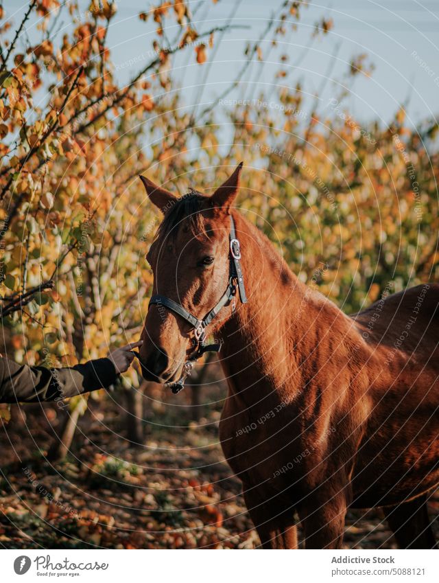 Anonymous person touching a horse Horse animal nature farm field equestrian hand equine mammal meadow run active outside brown free freedom wild young grass