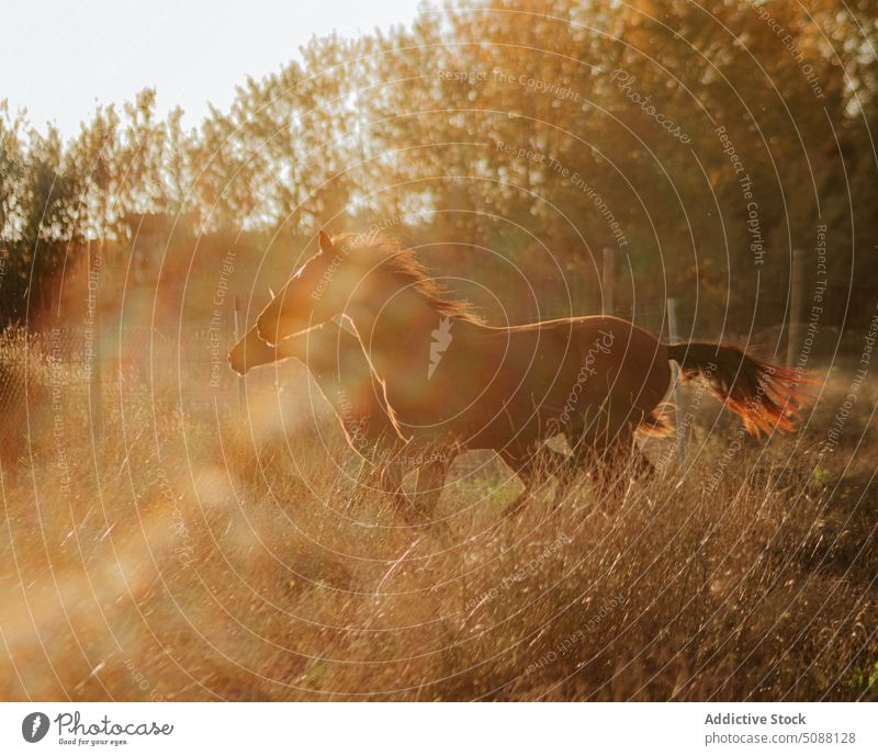 Horses trotting in the field horse animal nature farm motion foal equestrian equine mammal meadow run active gallop outside brown free freedom running two wild