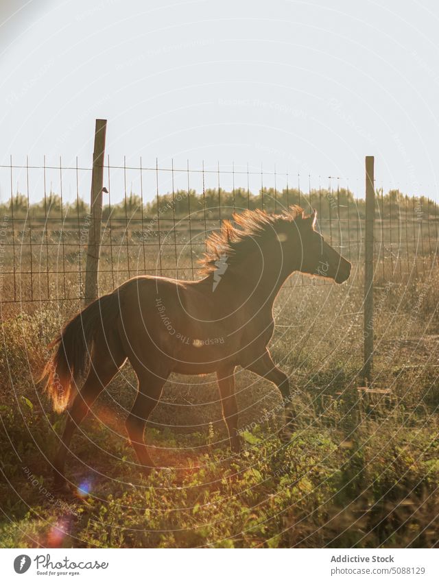 Horse trotting in the field horse animal nature farm motion equestrian equine mammal meadow run active gallop outside brown free freedom running two wild young