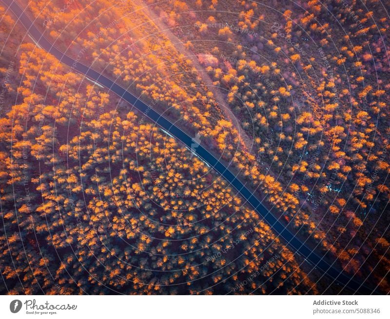 Tree tops and road in nature woods coniferous slope mountain ridge landscape tranquil scenery height puerto de la puebla sierra norte madrid spain valley forest