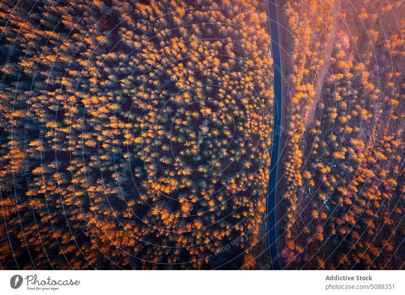 Tree tops and road in nature woods coniferous slope mountain ridge landscape tranquil scenery height puerto de la puebla sierra norte madrid spain valley forest