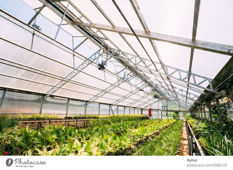 Green Sprouts Of Plants Palms Trees Growing From Soil In Pots In Greenhouse Or Hothouse. Spring, Concept Of New Life. garden soil green growing summer young