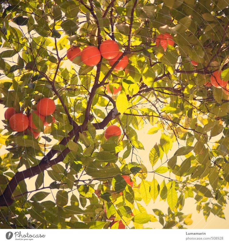 orange flash Plant Tree Exotic Orange tree Illuminate Growth Fragrance Fresh Healthy Beautiful Delicious Sustainability Natural Above Round Juicy Green To enjoy