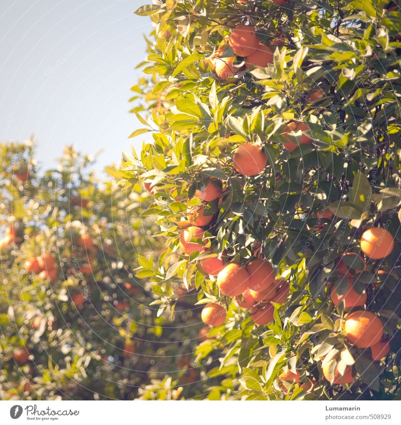 orange tree Food Fruit Orange Cloudless sky Beautiful weather Plant Tree Exotic Orange tree Hang Growth Fresh Healthy Tall pretty Delicious naturally Above