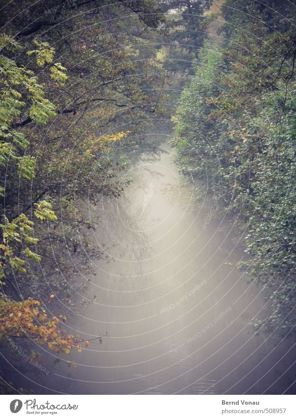 Nebulous waters Water Autumn Plant Tree Bushes Brook Banks of a brook Brown Yellow Gray Green Red Haze Shroud of fog Gloomy Moody Goodbye Far-off places