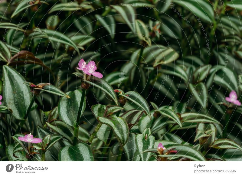 Close View Of Tradescantia Zebrina, Formerly Known As Zebrina Pendula In Botanical Garden close blossom spiderwort macro beautiful North America pendula