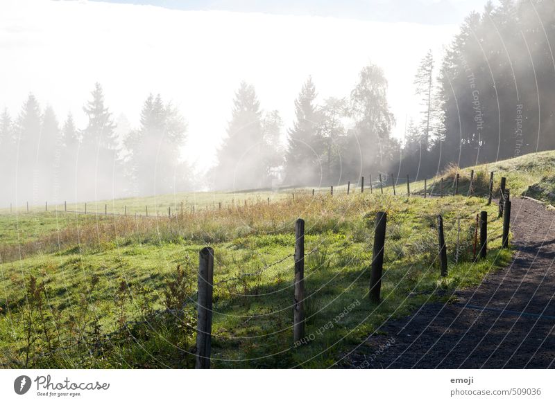 OPPOSITE Environment Nature Landscape Autumn Fog Meadow Field Natural Green Fence Fog boundary Colour photo Exterior shot Deserted Day Wide angle