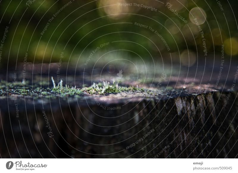 moss Environment Nature Landscape Plant Moss Foliage plant Natural Green Wood Colour photo Exterior shot Close-up Deserted Day Shallow depth of field