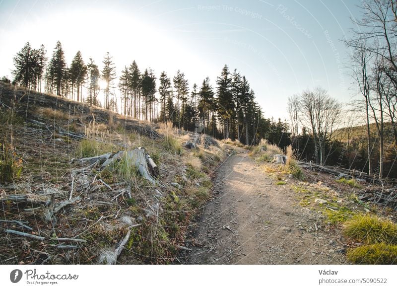 Mournful look at a destroyed forest, uprooted after a big storm and drought. The effects of climate change in today's world. Beskydy mountains, Czech republic