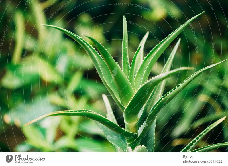 Close View Of Aloe Arborescens In Botanical Garden botany natural flora plant South America botanical nature macro Asphodelaceae candelabra aloe africa spring