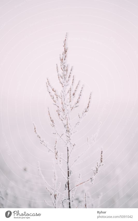 Beautiful Snowy White Grass In Winter Frosty Day white snow snow-covered cold frosty day Dry snowy winter nature travel grass bush season park outdoor beautiful