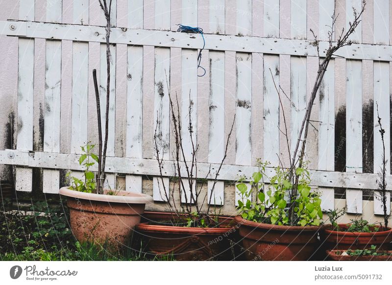 In front of a white picket fence are several clay pots that no one has taken care of for a long time Garden Garden fence lattice fence White Old