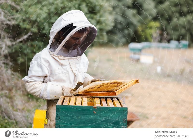 Male beekeeper with beehive in apiary man harvest honey work costume protect honeycomb summer professional countryside job farm agriculture equipment safety