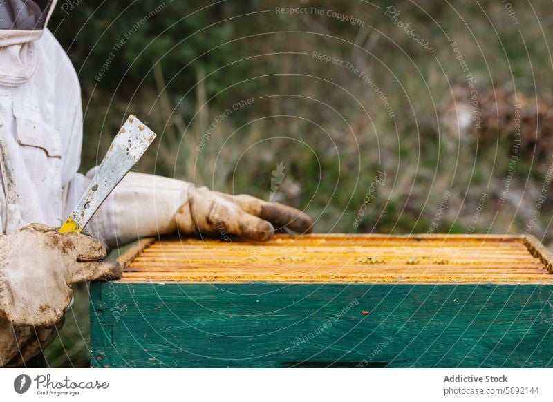 Crop beekeeper opening beehive in apiary person honeycomb job scraper apiculture green hobby production natural village dirty glove uniform busy owner workwear