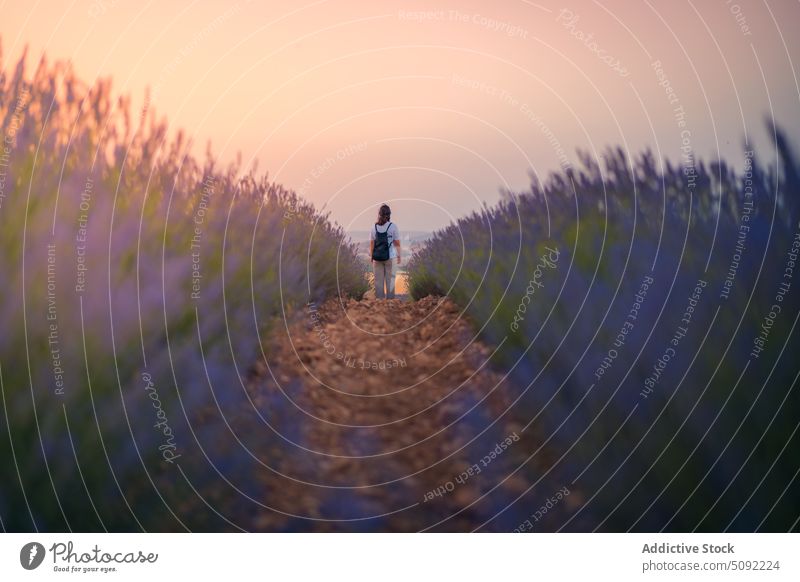 Tourist walking in lavender fields in sunset tourist admire nature meadow bloom valley woman brihuega aroma spain growth fragrant blossom traveler cuenca