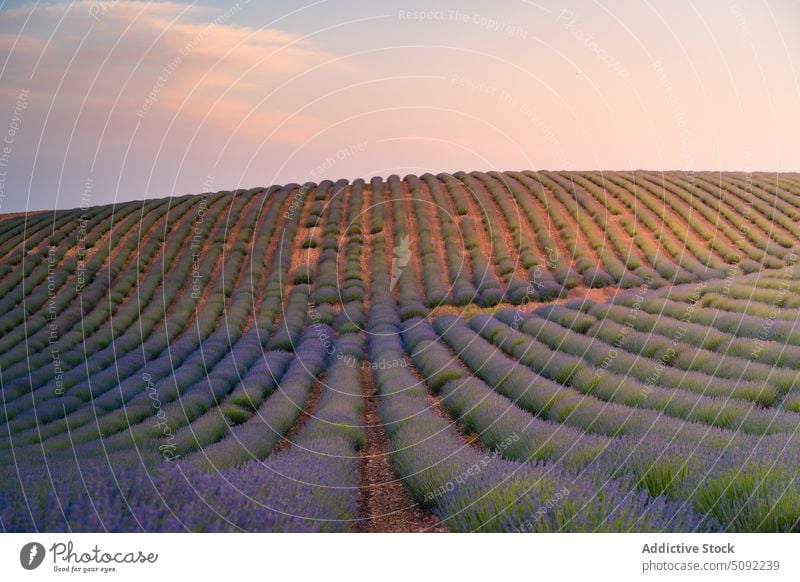 Endless blooming lavender fields in sunshine sunset endless row meadow blossom sunlight valley spain nature flora environment guadalajara sundown dusk growth