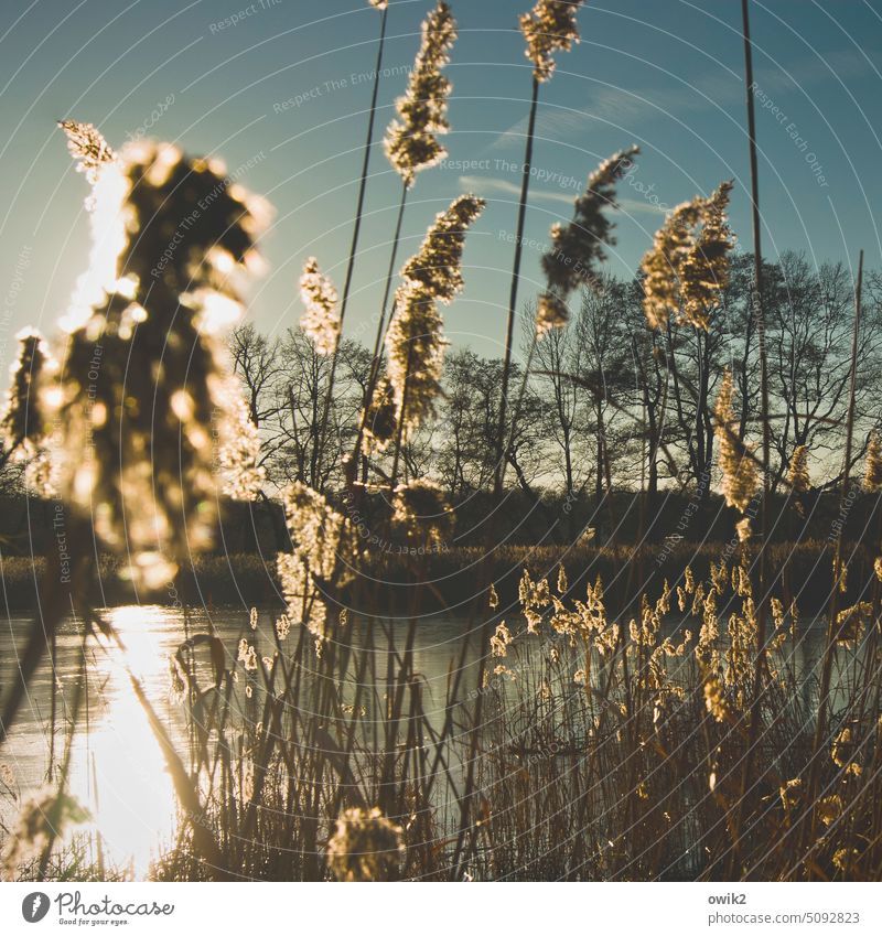 Pushing Lakeside Bushes stalks Many tufts Light tranquillity aquatic plants Light (Natural Phenomenon) Glittering blurred fuzzy Brilliant Nature out Mystic rays