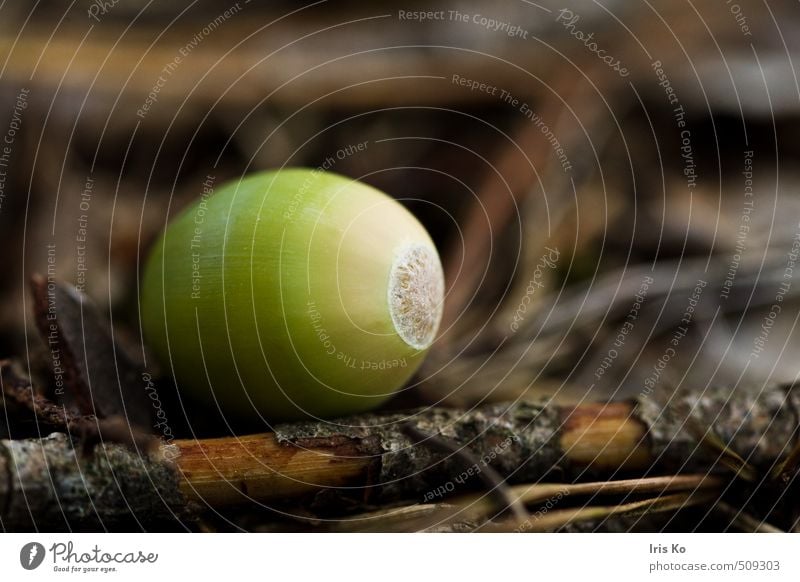 oak nut Nature Plant Autumn Acorn Nut Fruit Forest Brown Green Autumnal Early fall Autumnal colours Colour photo Exterior shot Day Contrast